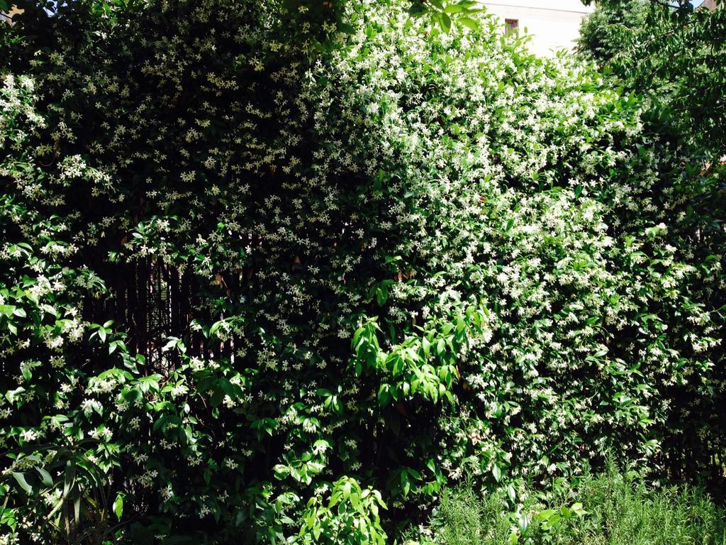 Bed and Breakfast La Casa Di Scarlett Firenze Esterno foto